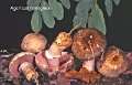 Agaricus bresadolanus-amf172
